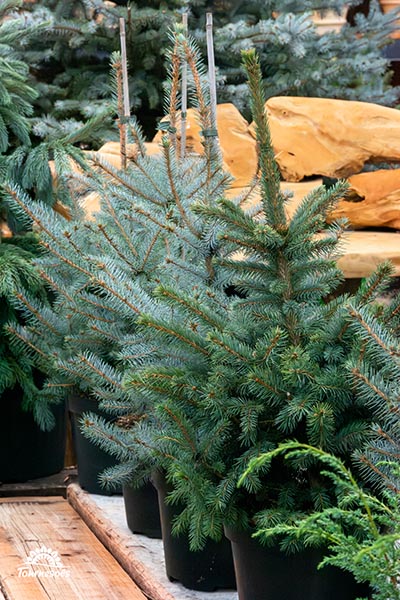 Sapin Picea Pungens Hopsii belge - 80 cm à 150 cm